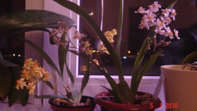 DSC00596.JPG