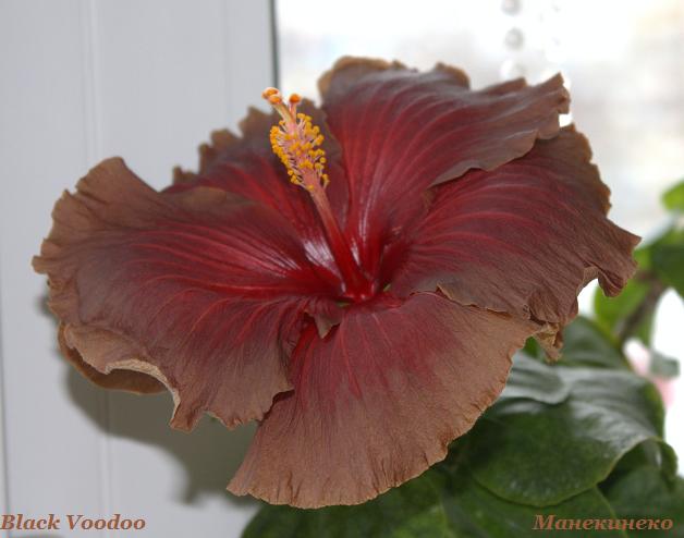 Black Voodoo  10012010.jpg