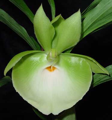 Ctsm-pileatum-_Jumbo-Green-.jpg