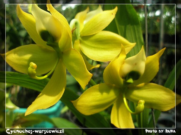 Cycnoches-warscewiczii1.jpg