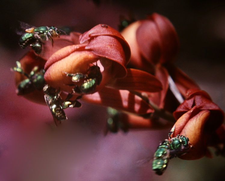 748px-Mormodes_buccinator_-_infl_3.jpg