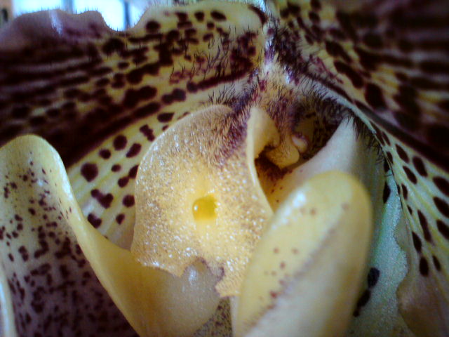 DSC00088.JPG