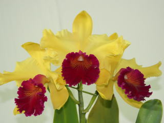 AIMG_9386.jpg
