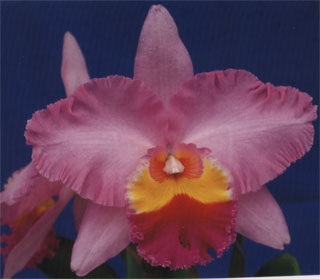 lc_%20pamela%20finney.jpg