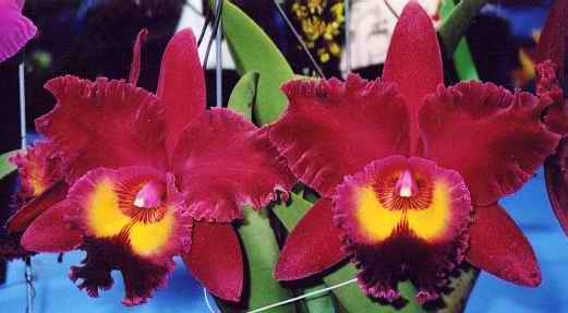 blc-sanyung-ruby.jpg