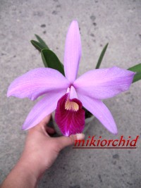 L_purpurata-L_sincorana.jpg
