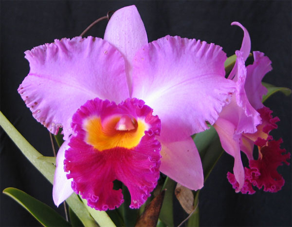 cab042_blc_royal_oaks.jpg