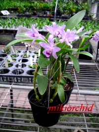 C_bowringiana%20v_coerulea-1.jpg
