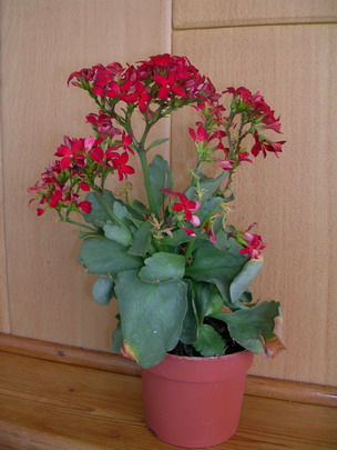 DSCN3026000.jpg