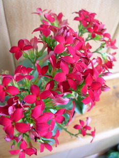 DSCN3031000.jpg