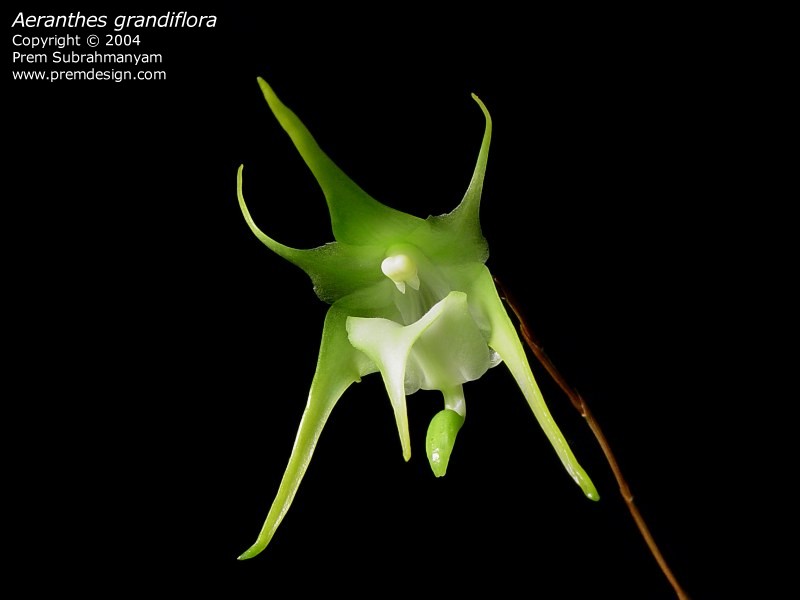 aeranthes.jpg
