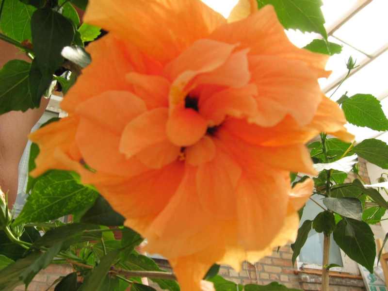 мои 48 лет 002.jpg