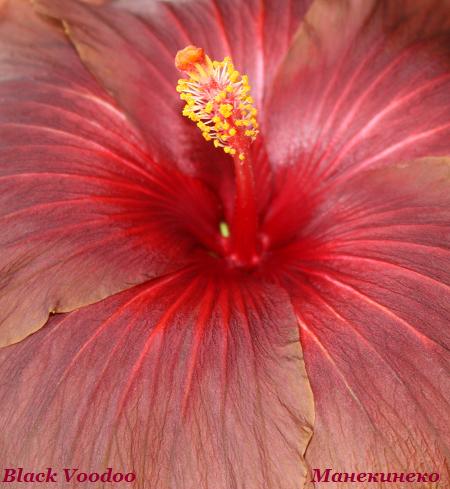 Black Voodoo  290110 1.jpg