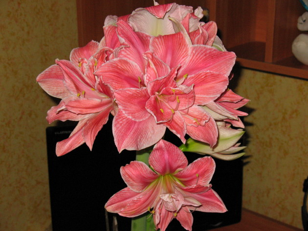 IMG_2853.JPG
