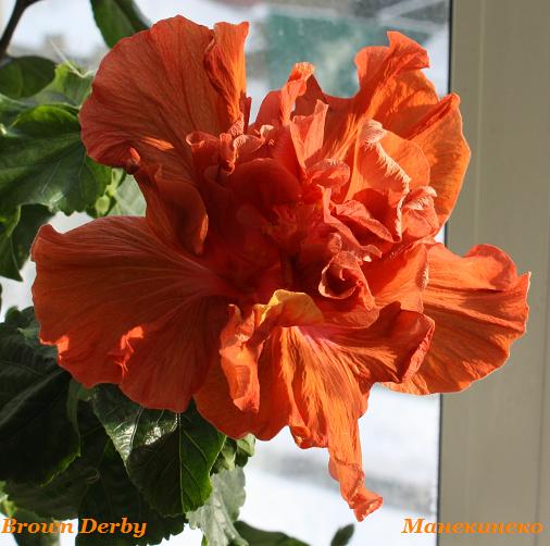 Brown Derby        070210.jpg