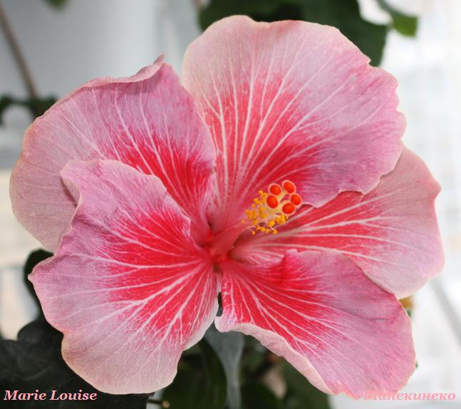 Marie Louise   090210.jpg