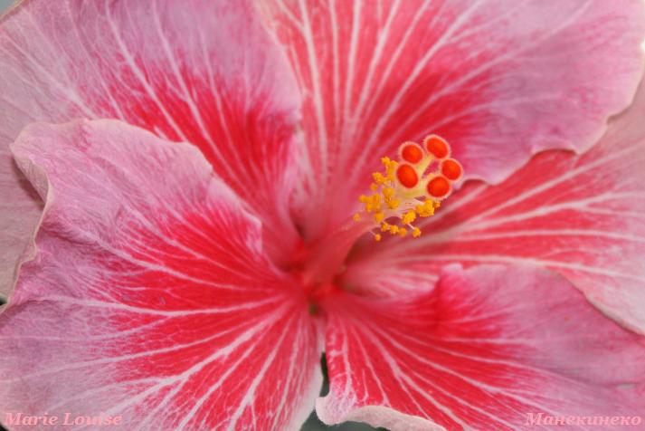 Marie Louise   090210 1.jpg