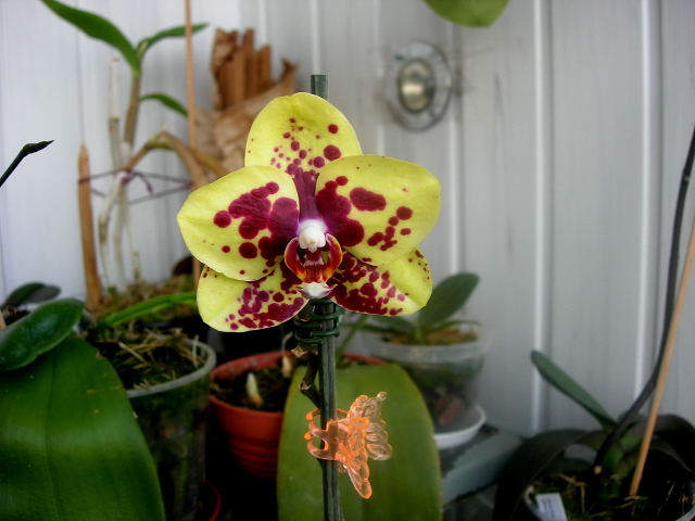 DSCN24720001.JPG
