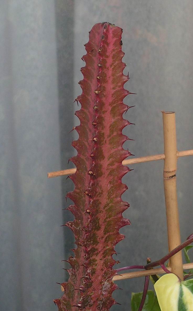 eup_trigona_rubra_sm.jpg