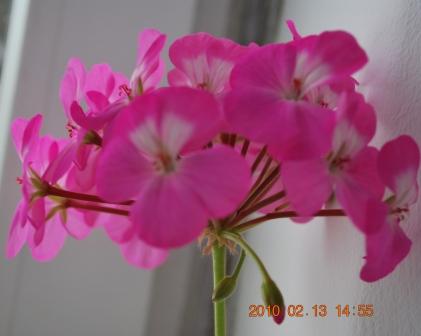 Грозова.jpg
