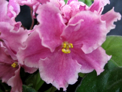 PINK DUCHES