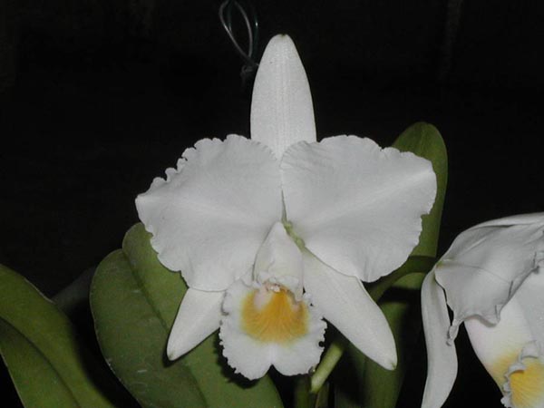 LR-C-quadricolor-alba-Esperanza.jpg