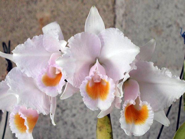 LR-C-quadricolor-amesiana-Patricia.jpg