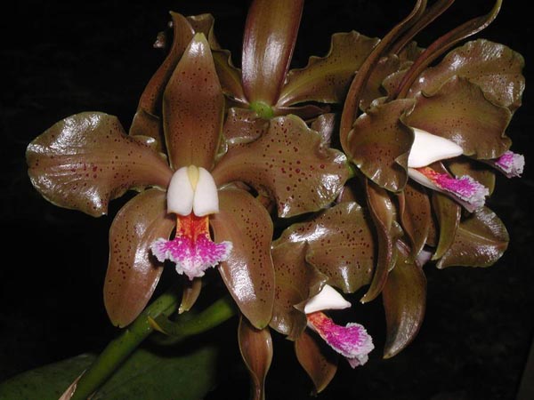 LR-C-schofieldiana-escura-Jubarte.jpg