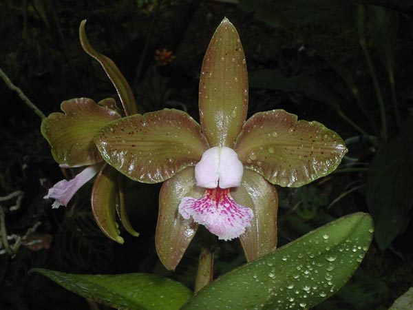 LR-C-schofieldiana-Falesias.jpg