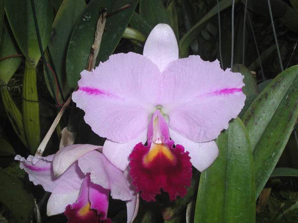 LR-C-trianae-Mooreana-(15-8)-1.jpg