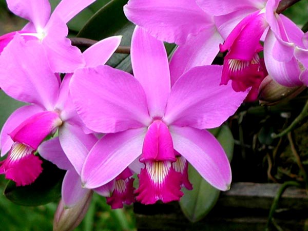 LR-C-violacea-tipo-Rondonia-(17-11).jpg