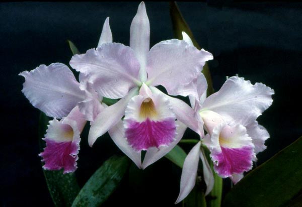 LR-C-warneri-amesiana-escura-(EM).jpg