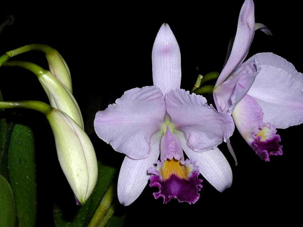 LR-C-warneri-caerulea-Carolina.jpg