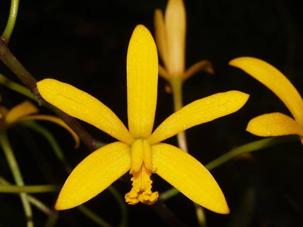LR-L-gloedeniana.jpg