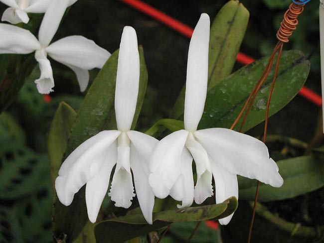 LR-L-perrini-amesiana.jpg