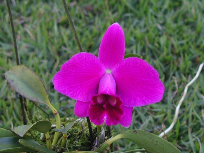 LR-L-pumila-tipo-escura-Ruby.jpg