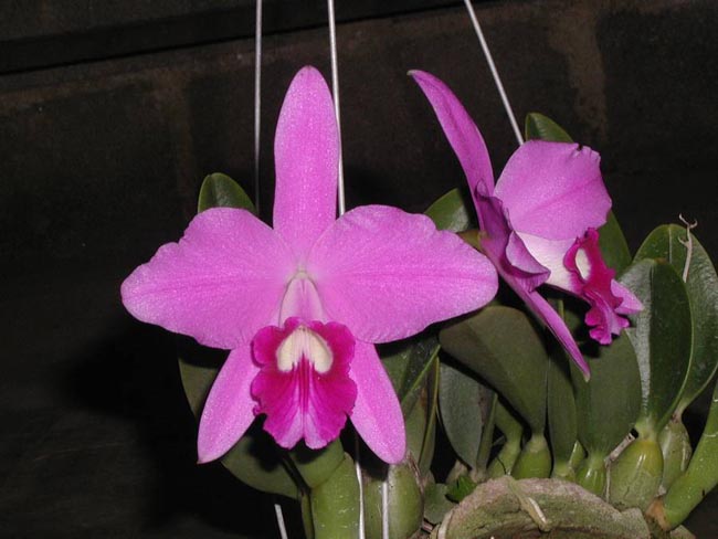 LR-L-sincorana-XXX.jpg