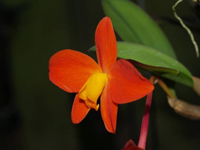 LR-Soph-bicolor-Angelim.jpg