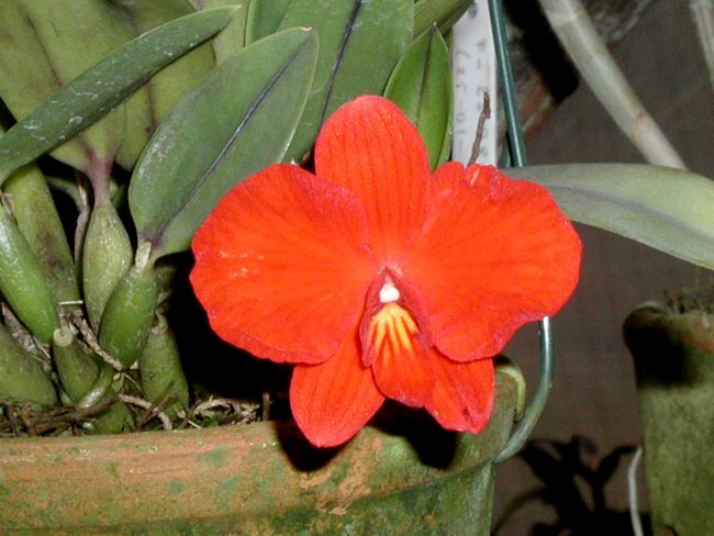 LR-Soph-coccinea-Beijinho.jpg