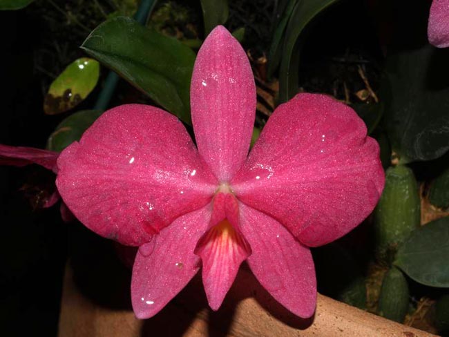 LR-Soph-wittigiana-(EXAMPLE).jpg
