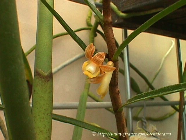 dend.pachyglossum.jpg