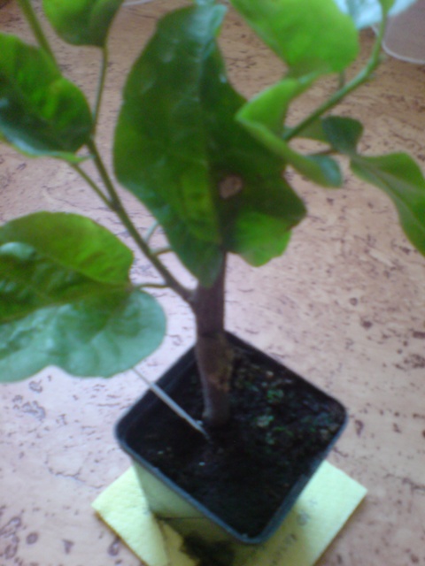 DSC01506 ум.JPG