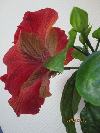 Изнаночка :)