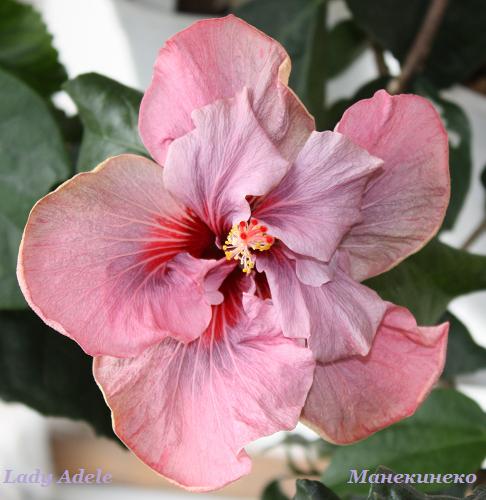 Lady Adele 060310.jpg