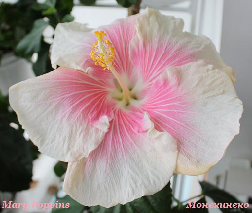 Mary Poppins     070310.jpg