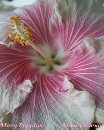 Mary Poppins     070310 1.jpg