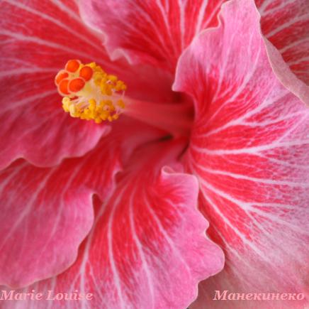 Marie Louise   080310 1.jpg