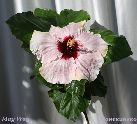 May Way 100310 1.jpg