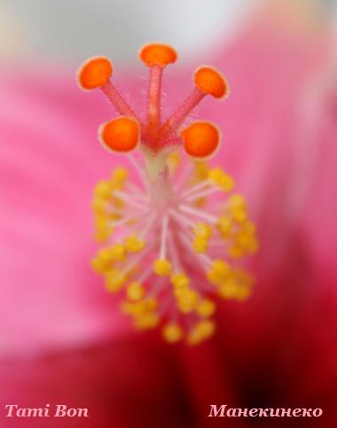 Tami Bon 120310 6.jpg