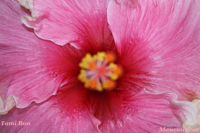 оптична ілюзія